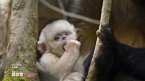 5.2K views | If you think you have seen the best the natural world has to offer, think again! Join Sir David Attenborough as he takes you across our planet’s largest continent, Asia. Stream now on BBC Player  | BBC Player | Facebook