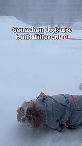 Canadian dogs are built different 🇨🇦 But this Canadian mom is ready for some heat lol #dogsofcanada #snowstorm #canadalife #cavalierkingcharlesspaniel #dogreels Canadian dog playing in winter snowstorm blizzard Canada life 🇨🇦 Inspo tobytheminisheepdoodle | CJ Cavalier