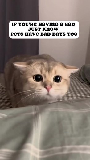 11K views · 195 reactions | Cheer up buttercup! ❤️‍啕凉 #petsofinstagram #kittens #viralpost #fyp #hadabadday | MD Lopez | Facebook