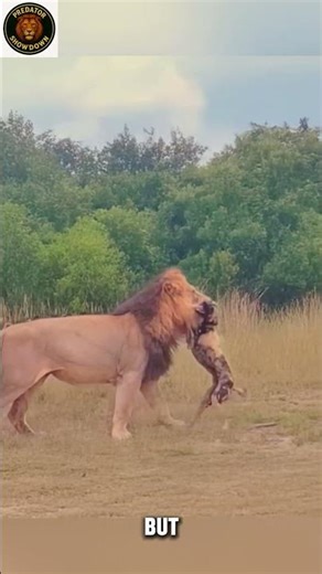 Lion’s Lightning Attack on Wild Dog – The Most Intense Chase Ever Caught on Camera #lionattack