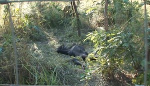 Are Chimpanzees as Affected By Death as Humans?