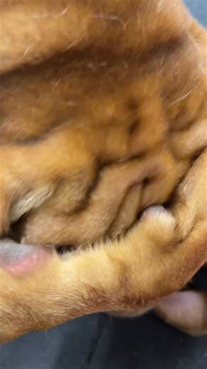 Dozer on Instagram: "Big boy body slams 🤭🤼‍♂️ #doglover #bigdog #dog #dogsofinstagram #mastiff"