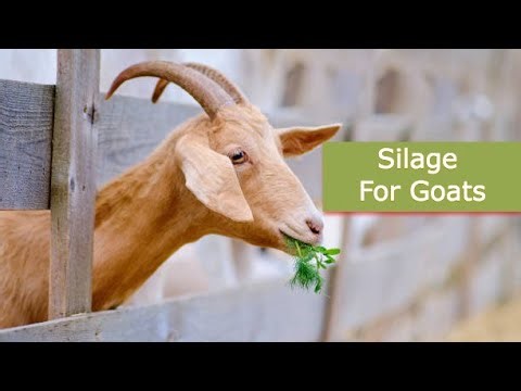 Complete Guide To Making High Quality Silage For Goats | Smart Agri Hub