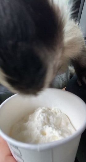 Theo doesn’t know what to think when trying a Starbucks puppuccino for the first time🙈 #fyp #animals #monkey #starbucks