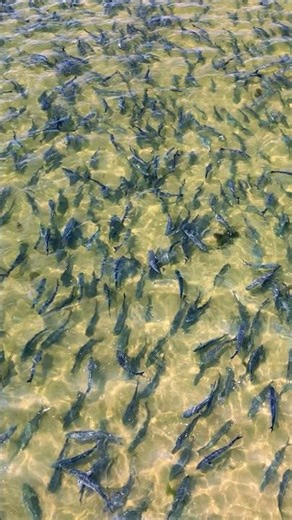Bluefish incredible gathering in shallow water. NY #fishing #bluefish #bigfish #blues #nature #2023