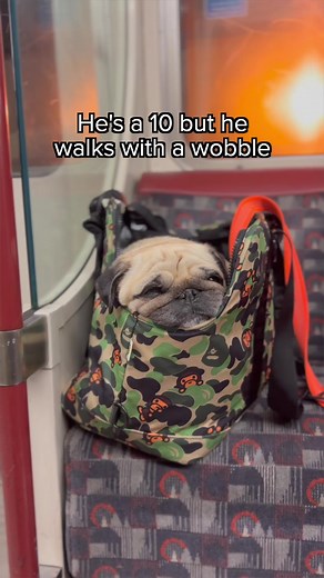 Am I Still a 10? Puggy Smalls Contemplates Self-Worth