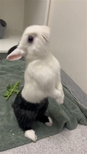 These sweet bunnies have been waiting far too long for their forever homes. Bun Jovi is full of playful energy and loves to play with blocks, Bunny Parton adores head scratches and cuddles, and gentle Miss Honey loves calm moments and quiet exploration. Each of them has their own personality and charm, but they all share one thing in common, they just want a safe, loving home where they can feel secure, happy, and cared for. They all deserve patience, love, and a safe space to flourish. Come mee