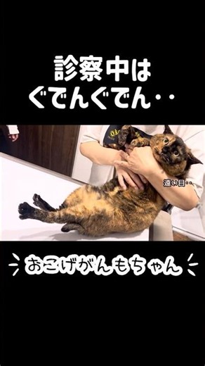 終わった…診察中ぐでぐでになっちゃうサビ猫ちゃんが可愛すぎた【おこげがんも「もちゃ」ちゃん】#cat #猫 #保護猫 #shorts