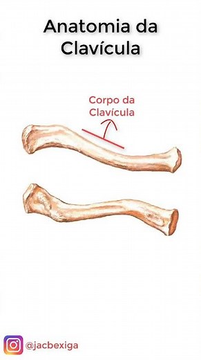 Clavícula | Anatomia