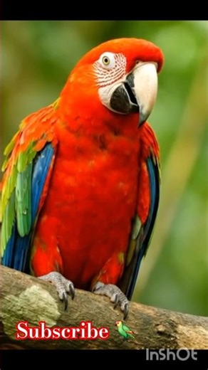 Colourful💐 parrot 🦜 👌#parrot #Macaw #cute parrot #Shorts #mithu #BestVibes