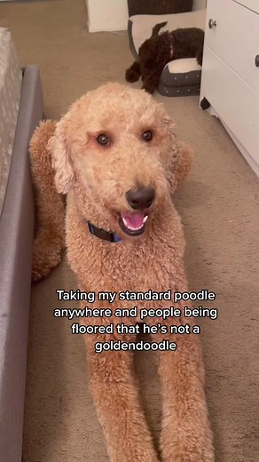 Exploring the World of Doodles: Standard Poodle Price & All You Need to Know