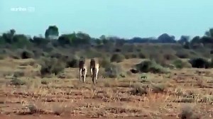 Animal Planet | Discovery Channel | Wild Life Documentary 2015 | National Geographic Wildl