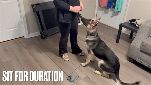 Meet Selah! This energetic 6 month old GSD joined trainer Ashley just 3 days ago and is already rocking her obedience! | Off Leash K9 Training, Columbia SC | Facebook