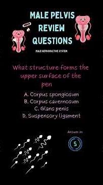 Male Pelvis Ultrasound: Your Questions Answered