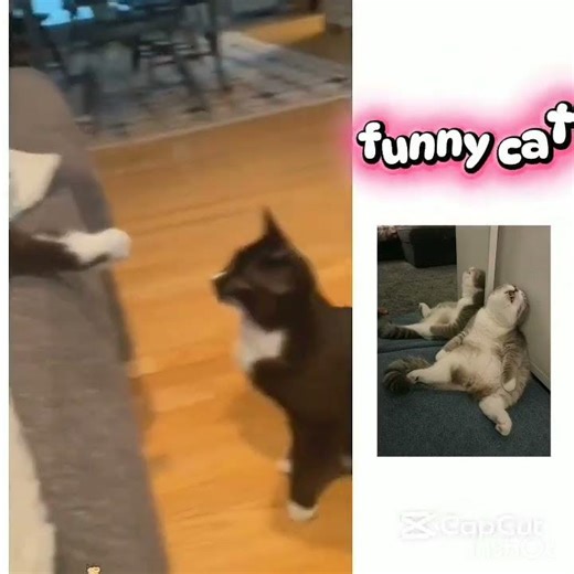 funny animal videos 2026, clumsy pets, best animal fails, funny cat compilation