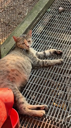 Rescued stray cat is pregnant #straycat #pregnant #strayrescue