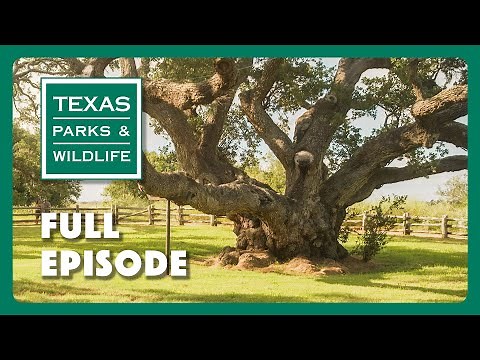 PBS Show - Famous Trees of Texas & More