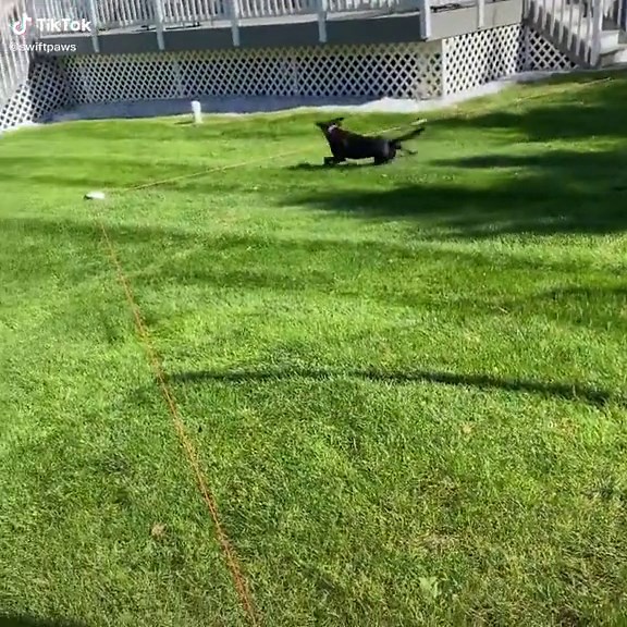 Exciting Chase and Chomp Dog Toy Game for Dogs