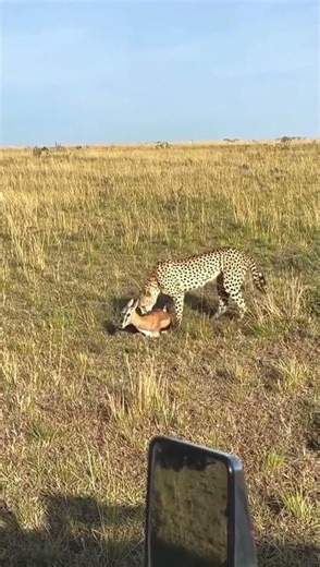 Cheetah Hunt in the Wild 🐆 | Fastest Animal Chase & Kill | African Safari Wildlife#usa #usavideo