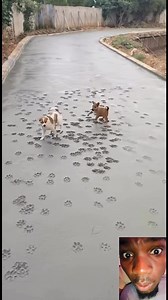 Haw lemigodoyi 🤔🤔🤣🤣🤣🤣🤣🤣 fuseg mgodoyi #fblifestyle #humor #viral #africa #tecnologia | Thembinkosi Magubane