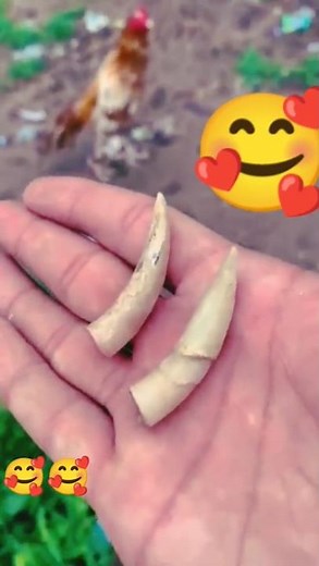 How to cut rooster spurs spurs rooster How to remove rooster spurs #mianwaliaseels