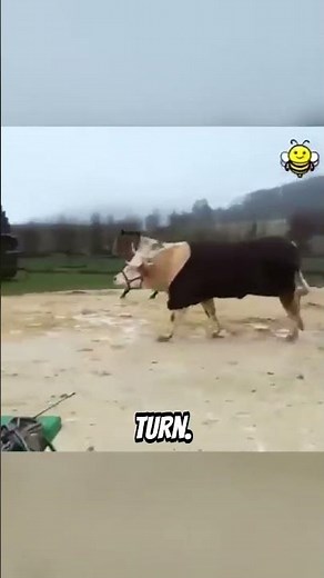Farm Cow Jumps Hurdles! 🐄 Amazing Agility!