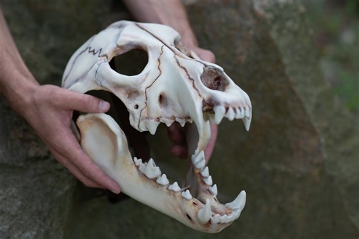 3D Printed Hand Painted Wolf Skull Mask: Moving Jaw Cosplay Mask - Etsy UK