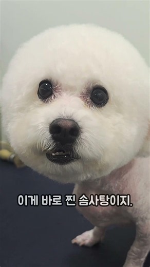 제목: 털북숭이 비숑이 30초 만에 완벽한 솜사탕이 되는 과정 ⚪️ (심쿵주의) #강아지미용 #동물농장강아지 #노원애견미용 #반려견 #마들애견미용 #애견영상 #펫토피아 #puppy