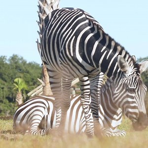 Here's a wild drive-thru experience you won't forget! 🦒 | Wild Florida
