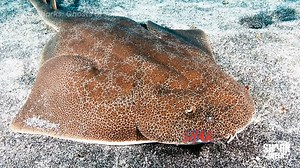 95K views · 266 reactions | Explore the alien world of Japan's oceans  Forrest Galante is searching for the "ghost of the sea" aka the Japanese angelshark, which is on the verge of extinction. Don't miss all the weird and wonderful sharks of #SharkWeek tonight on Alien Sharks: Ghosts of Japan at 10p on Discovery | Shark Week | Facebook