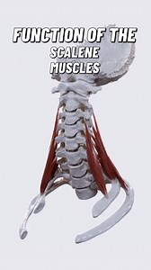 The scalene muscles are three paired muscles that form the lateral compartment of the neck. As you can see in the video, when contracting on both sides, the scalene muscles allow neck flexion. When these muscles contract only on one side, they provide lateral flexion of the neck to the ipsilateral (same) side. Additionally, the scalene muscles are known as the accessory inspiration muscles, and they elevate the first and second ribs. | Bradley Blair Osteopath