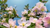 Time lapse closeup of opening beautiful pink and white apple blossoms...
