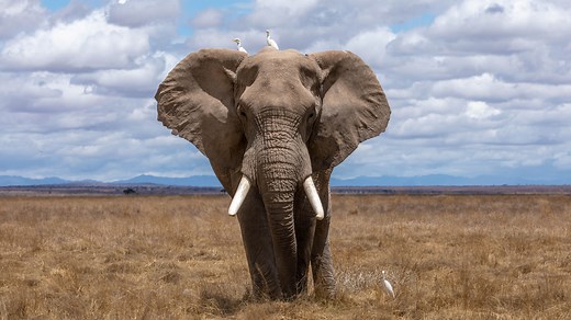 The 7 types of Elephants and Where to See Them in the Wild