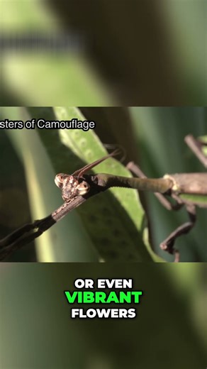 Mantises: Masters of Camouflage and Hunting Strategies #shorts