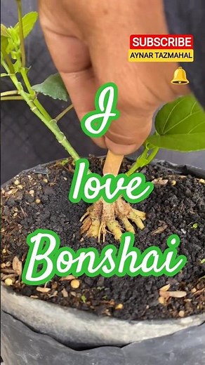 Bonsai Grafting: The Best Methods for Beginners