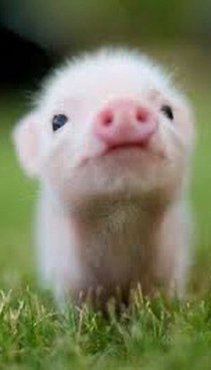 sweet_pig_ah on Instagram: "🐽🤣💗💗I do not need a baby pig, I do not need a baby pigeo - - - #pignic #pignicfarm #cafe #farm #micropicfarm #micropig #micropigs #piglet #petpig #pigstagram #piglife #minipigsofinstagram #piggys #cutepigs #oink #farmer #animalfarm #pigsaspets #piggylove #cute #tokyo #babypig #kawaii #マイクロブタのいる生活 #マイクロブタカフェ#マイクロブタのいる暮らし"