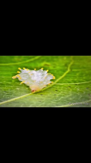 Jewel Caterpillar and Tangerine Moth Discovery