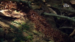 Les fourmis légionnaires sont bien organisées. Malgré leur petite taille, elles n'ont aucun problème à s'attaquer à plus gros qu'elles. Découvrez Destination Wild : les merveilles de l'Afrique dimanche 7 juin à 17h10 sur National Geographic Wild, disponible avec Canal . | Nat Geo Wild France