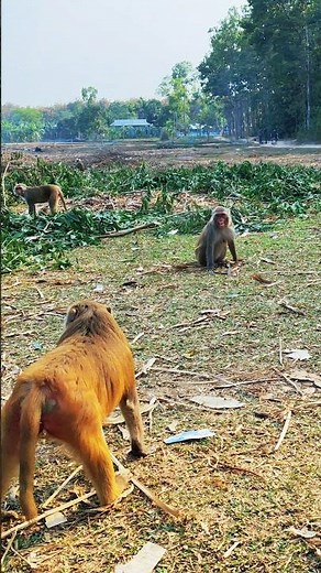 A Fight Moment Between Two Monkeys 🐒😮