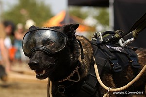 Animals Saving Animals Dog Demonstration Team