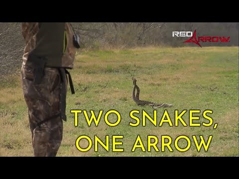 Rattlesnakes & Rat Bacon!!