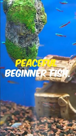 Top 5 Peaceful Fish for a 10 Gallon Tank! 🐠 Beginner Friendly Picks