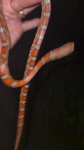 super cool aberrant Corn Snake cruised while down in the glades, recently! #herping #snakes #animals #florida | adventorin