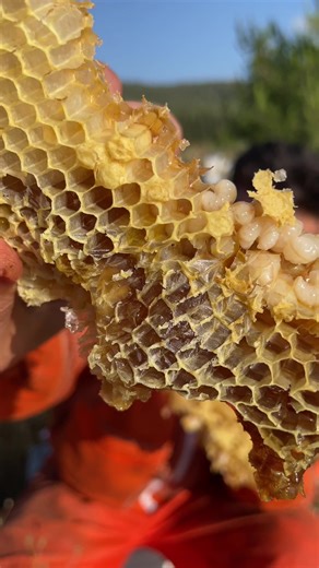 Eating Bee Larvae with Honey 🐝🍯 #jarhoney #honey #bees #beekeeping #beekeeper #viral #explore #fyp #foryou #foryoupage