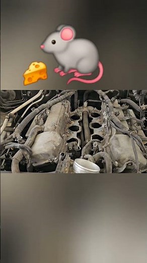 Toyota Tacoma rat damage wire harness #toyota #diy #fix