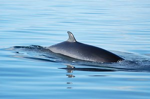 Wale & Delfine | Fakten zum Staunen | WDC Deutschland