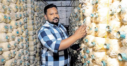 ആലപ്പുഴ പട്ടണത്തിലെ പുതുരുചി; ഏവീസിന്റേത് ഓട്ടമാറ്റിക് മഷ്റൂം ഫാം, 100 രൂപയ്ക്ക് കാൽകിലോ ഫ്രഷ് കൂൺ - വിഡിയോ