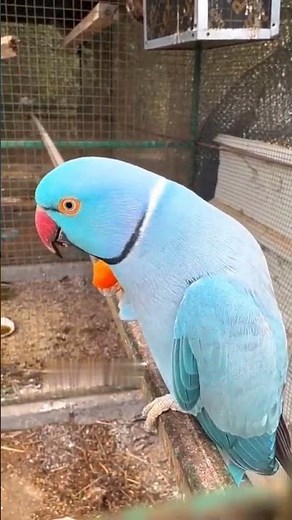 Blue 💙 Ringneck Parrot | Beautiful & Calm Parrot Video | MasshaAllah