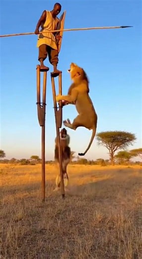 nStilts Are Not Just Performance But a Great Trick Against Lions