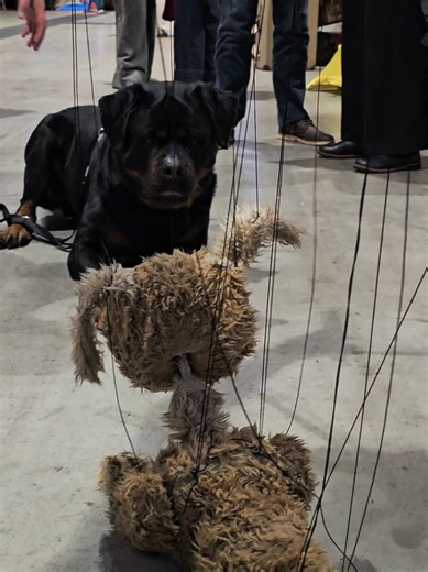 Meet Burek: The Improv Dog Marionette